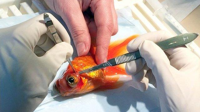 Goldfish being operated on