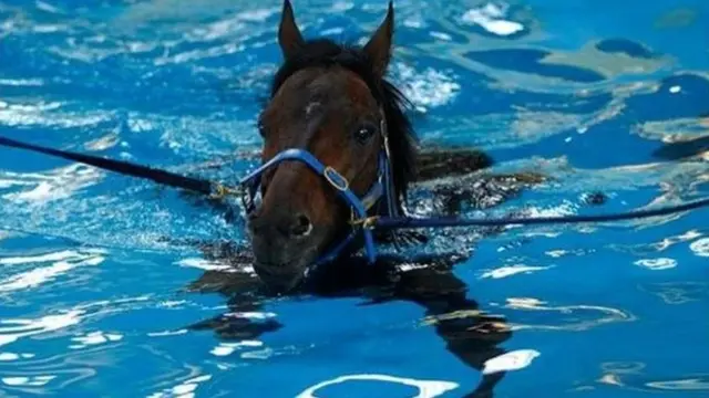 Brown Panther limbering up in an equine swimming pool earlier this week