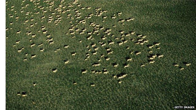 Saiga antelopes