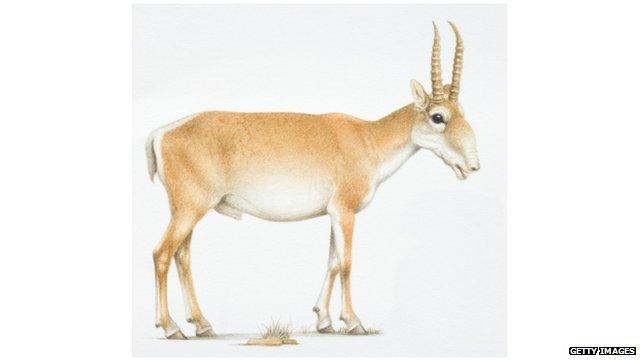 Central Asian saiga antelope