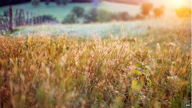 Wheat field, France