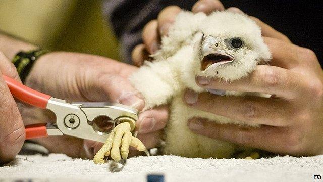 Peregrine falcon chick being ringed