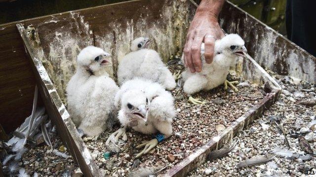 Four peregrine falcon chicks at Salisbury Cathedral