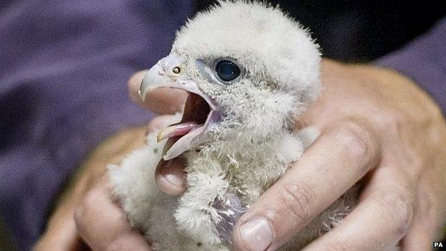 Peregrine falcon chick being ringed