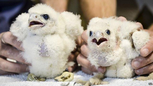 Peregrine falcon chicks inside the spire at Salisbury Cathedral