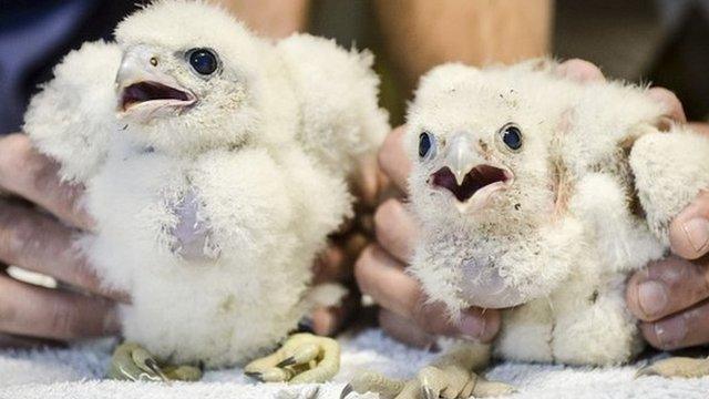 Peregrine falcon chicks inside the spire at Salisbury Cathedral