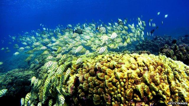 coral reef and fish