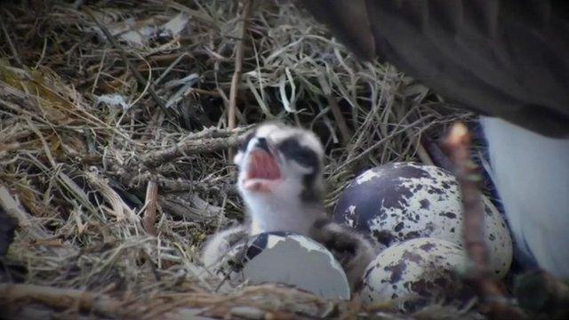 Ospreys egg hatches