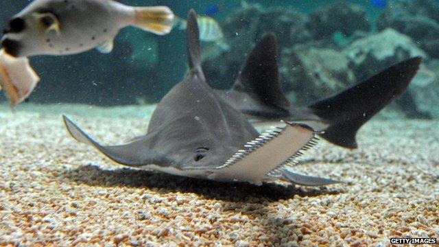 sawfish in aquarium