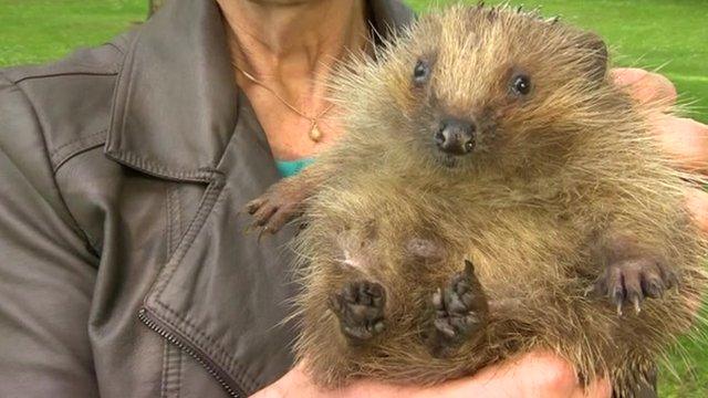 Alfie the hedgehog in arms of his carer Sue Kidger