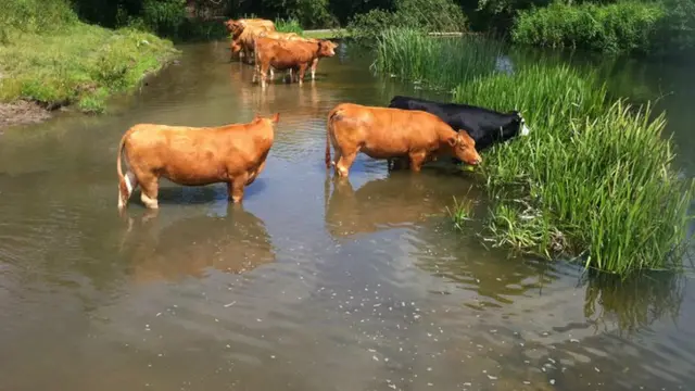 Cattle grazing on Sudbury water meadows