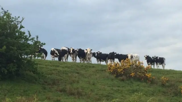 Cows watching