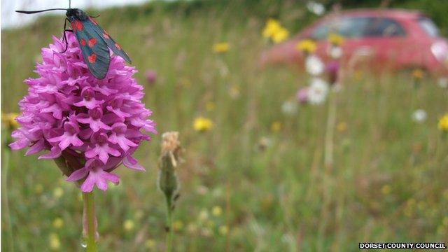 Pyramidal orchid on the roadside