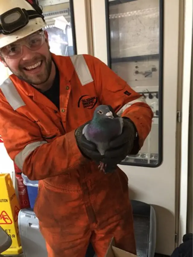 oil rig pigeon