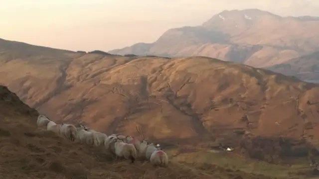 Sheep turning a corner; rose tint to picture; brown hills in distance