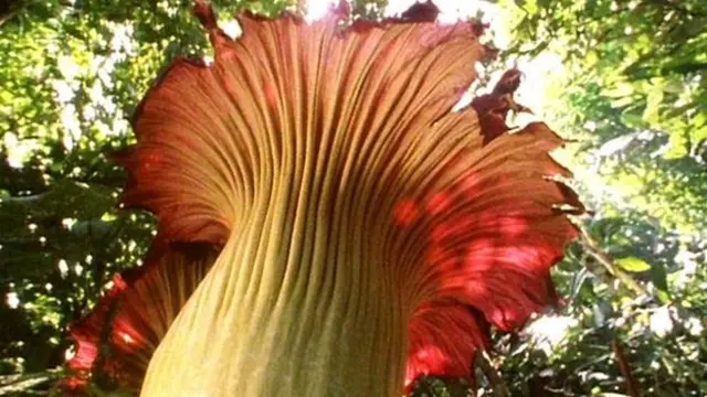 Titan Arum flower