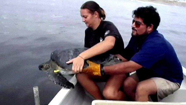 Turtle being released