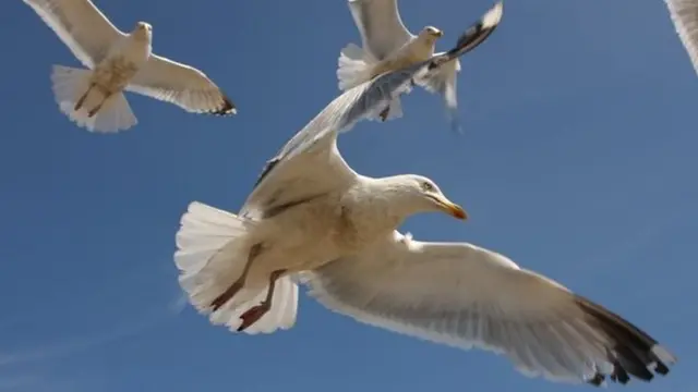 Seagulls