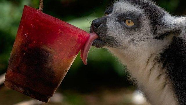 Ring-tailed lemur