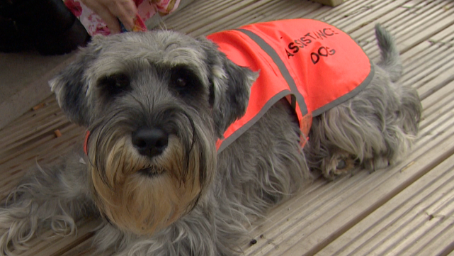 Genie is a grey assistance dog wearing an orange hi-vis vest, she is lying on wooden decking.