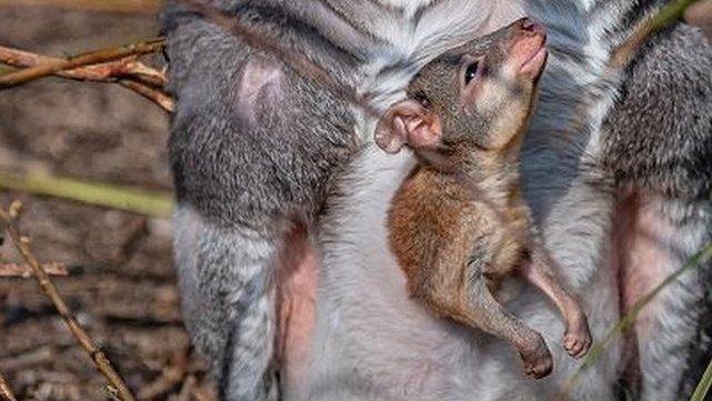 A baby dusky pademelon has popped out of mum’s pouch for the very first time