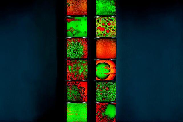 Mischling, 2021. Series of twelve light boxes made using microscope photographs of the blood of living family members shown in green and red