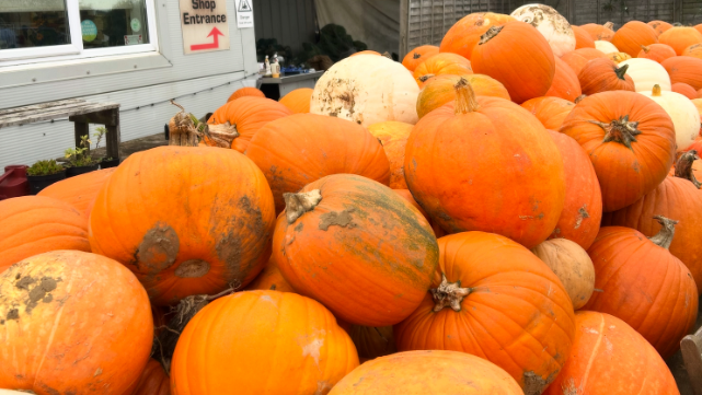 A big pile of large pumpkins of various shapes and sizes, including some white ones, and several covered in dirt.