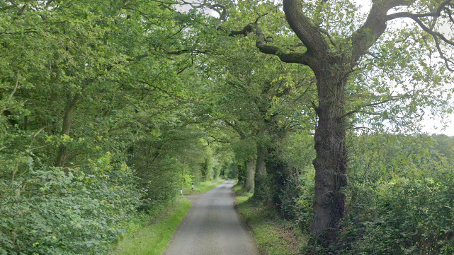 A view of Gray's Lane. It is a single track road with trees and bushes that line either side. A field can be seen to the right hand side of the road.