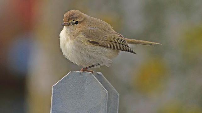 The brown bird with a paler chest is sitting upright on the top of a fence post with a blurred background