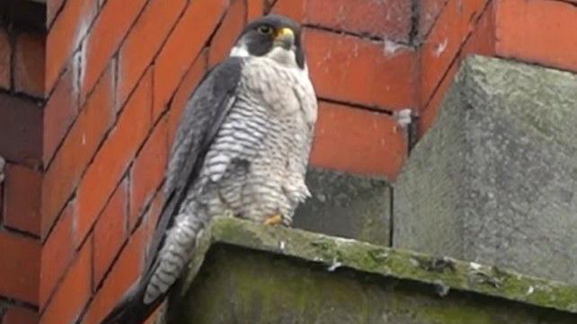 Peregrine Falcon on mill building