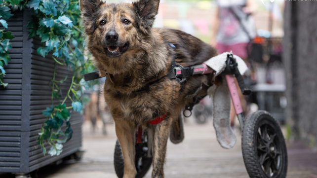 DeeDee is a dog from Macedonia and was paralysed after being hit by a car.
She has two front legs and no back legs, so is using two wheels to help her walk.