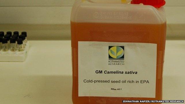 2.5 Litres of GM Camelina oil