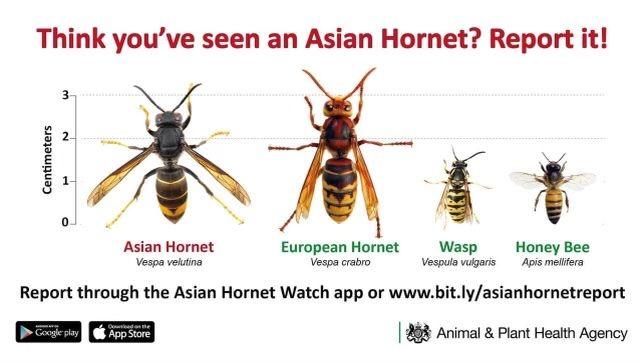 A posted showing different types of bees and hornets. It encourages people to download the Asian Hornet Watch app or visit www.bit.ly/asianhornetreport 