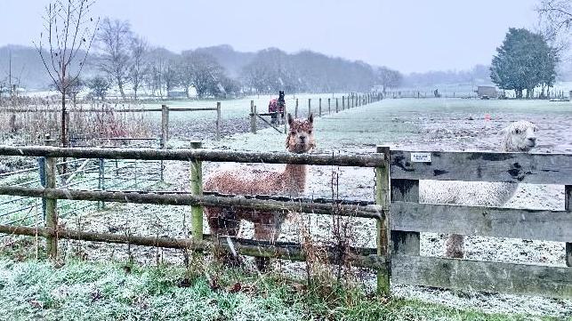 Two alpacas peeping over a fence in the snow. There is also a horse in the background.