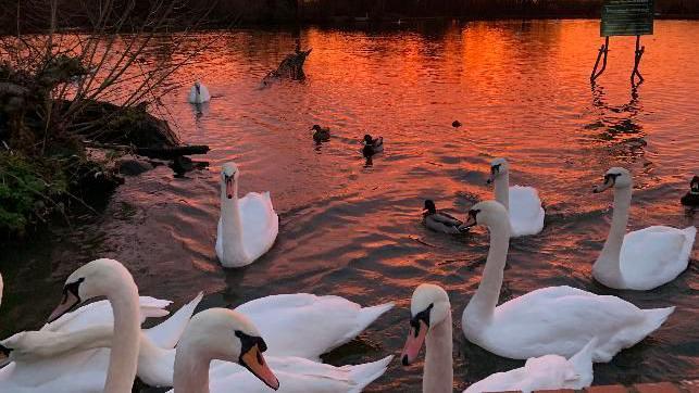 Swans in a lake with a deep red sky reflected in the water