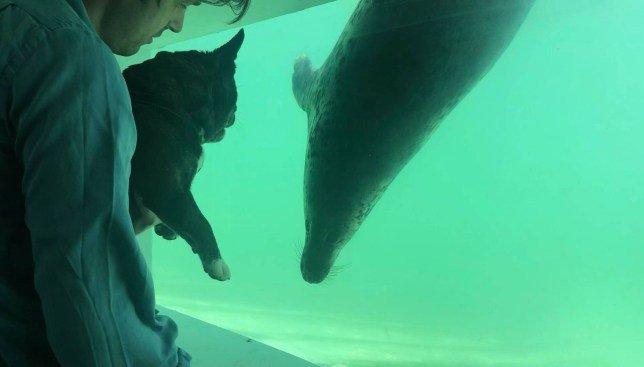 dog-looking-through-the-glass-at-a-seal