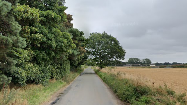 A narrow lane surrounded by green trees and foliage on one side and a yellow crop field on the other. 