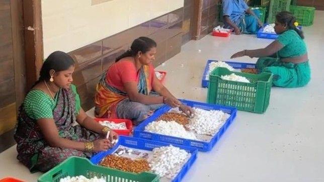 Women dressed in saris sit on the floor with trays of silks cocoons in front of them.