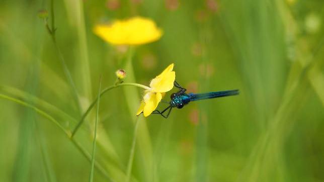 An insect on a buttercup flower 