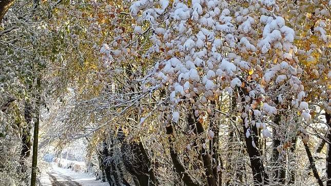 Snow covered trees along a lane. Some branches are hanging down in the foreground with the leaves covered in heavy snow. 