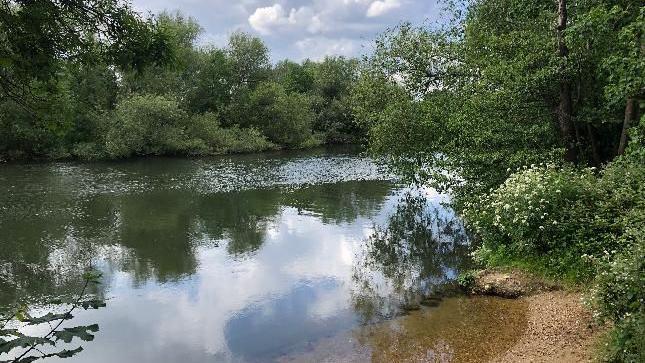 A river surrounded by trees and bushes 