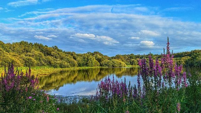 A lake surrounded by trees and purple flowers. Blue skies above. 