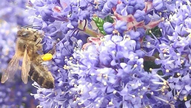 A bee on flowers