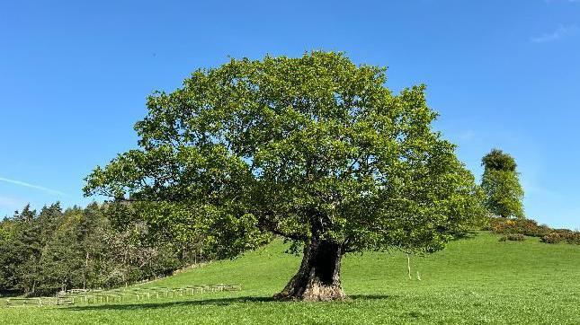 A hill with a tree on it