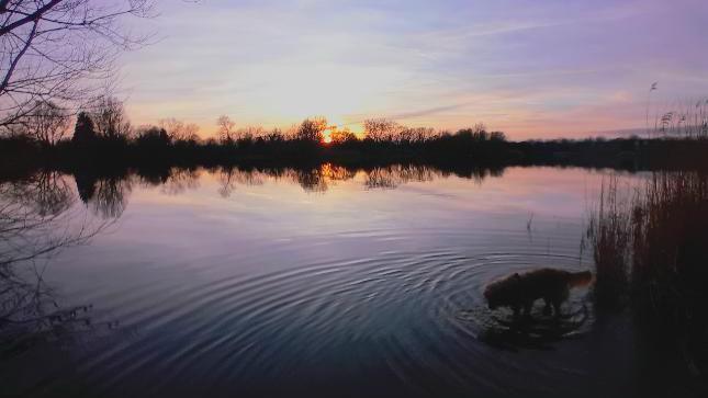 Water with a sunrise and trees in the background and a dog in the forefront of the photo.