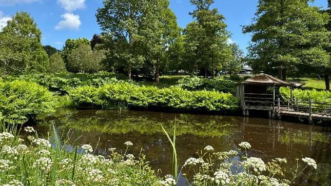 A lake surrounded by trees and bushes in the sun 