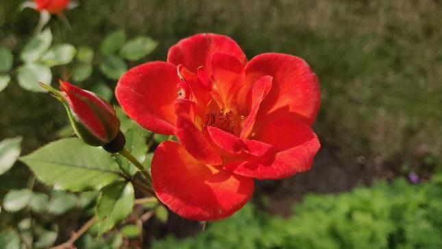 A red flower with several petals that are yellow in the centre but turn red towards the outer edges with a closed bud next to it