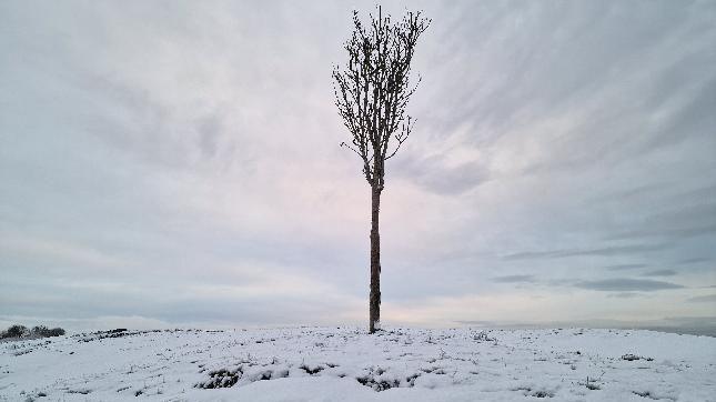 A leafless tree sticks out from a snow-covered hillside