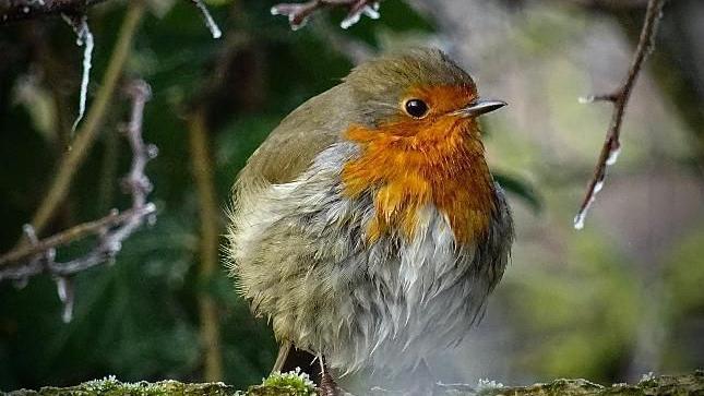 A robin with a red chest over white and brown feathers looks to the right. Behind the bird are twigs from trees with moisture on them.