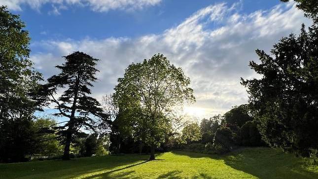 A hazy sun shines through the trees in Reading